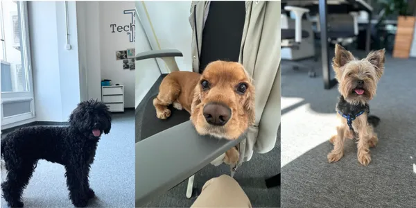 The office dogs
